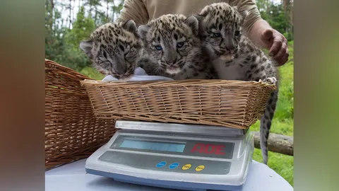 สามเสือชั่งน้ำหนัก