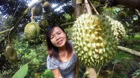 ว้าว! ทุเรียนป่าละอูชุดแรก เกรดพรีเมียม กก.350 ต้องสั่งจอง-ส่งปณ.