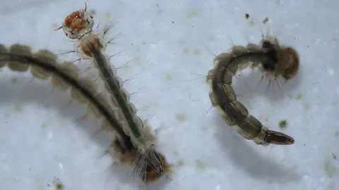 ใช้ “3 เก็บ” ปราบลูกน้ำยุงลาย