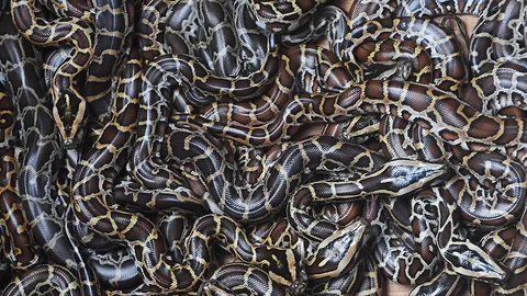 งูหลามลายงาม