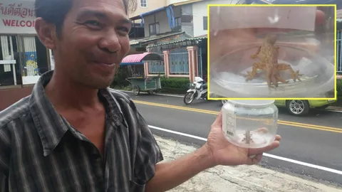 จิ้งจก 3 หางก็มา! เจ้าของสวนมะละกอ เชื่อให้โชค ฝันต่อเติมบ้าน 3 คืนติด