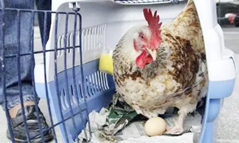 ใช้เทคโนโลยีคอมพิวเตอร์ ขบปัญหาโลกแตก "ไก่เกิดก่อนไข่-ไข่เกิดก่อนไก่"