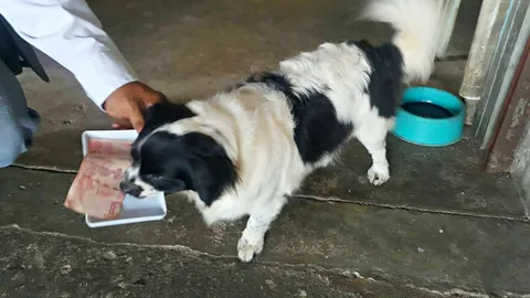'นำโชค' น้องหมาแสนรู้ คาบถาดคอยเก็บเงินลูกค้า ส่งให้เจ้าของ