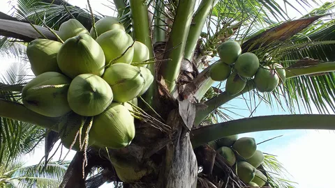 “สุวิทย์”ฝันปั้นมะพร้าวไทยผงาดโลก