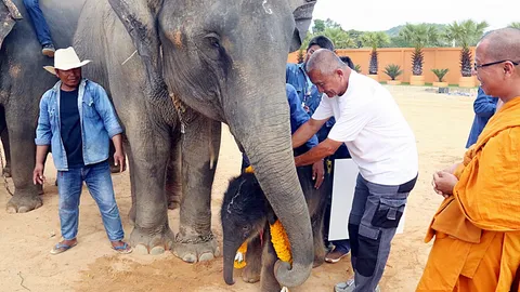 รับขวัญ ‘พังโสภี’ ลูกช้างแรกเกิดสุดน่ารัก เชือกที่ 78 ของสวนนงนุชพัทยา
