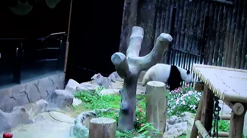 ใกล้แล้ว! หลินฮุ่ย ขับน้ำเมือก 2 ครั้ง ซ้ำเดินกระวนกระวายถี่ขึ้น