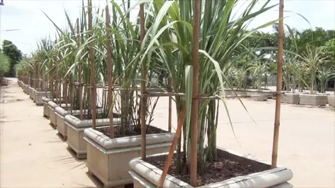 วัดดังอ่างทอง ขยายพันธุ์ 'อ้อย' แจกชาวบ้านให้ไปปลูกหารายได้เสริม