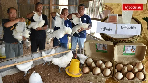 มากกว่าตุ๋นยาจีน ใครเลยจะรู้  'ไก่ดำ' ทำสบู่ได้ โลชั่นประทินผิวก็มา 