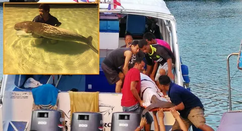 เสียดาย พะยูนตายอีกตัว อ่อนแรงว่ายเข้าอ่าว เกาะพีพี คาดกัดกันเอง