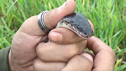 ไขข้อข้องใจ จริงหรือ หากโดนพิษ 'งูแสงอาทิตย์' จะต้องตายภายใน 1 คืน 