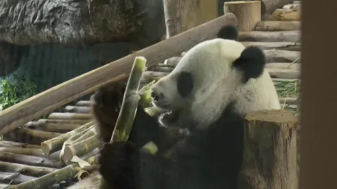 อัลตราซาวนด์ 'หลินฮุ่ย' ซ้ำ หาชีพจรแพนด้าน้อย