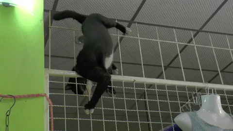 ช่วยเหมียวด้วย โดดจับหนูพลาดทะลุฝ้า ลงมาเจอเหล็กประตูรั้วเสียบท้อง