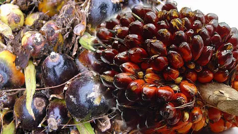 ‘พาณิชย์’ วอนผู้ค้าน้ำมันเพิ่มสต๊อกไบโอดีเซล หวังดันราคาผลปาล์มขึ้น