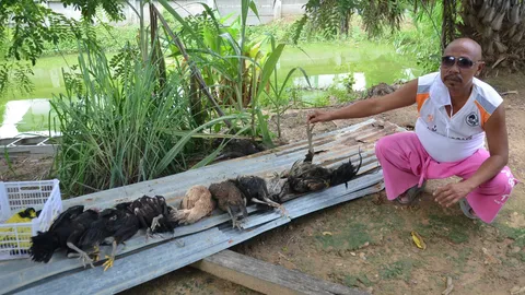 อดีตกำนันชัยนาทงง! ไก่ชนสายพันธุ์ 'พม่าสายลม' ทยอยตายกว่า 40 ตัว (คลิป)