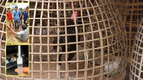 เบื้องหลังคลิปดัง รุมกระทืบมือวางยาไก่ เมียสารภาพแทน เดินสายทั่ว ปท.