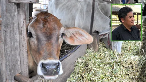 ปศ.เดินหน้าโคบาลบูรพา สร้างเงินปีละ 960 ล้าน