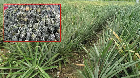 'พาณิชย์' เร่งแก้ราคาสับปะรดตกต่ำ ดึงโรงงานผลไม้กระป๋องช่วยซื้อ