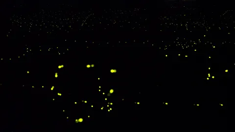 ต้องไปดูด้วยตา! ค่ายทหารปราจีนฯ เปิดให้ชมฝูงหิ่งห้อยมุ้งมิ้ง (คลิป)