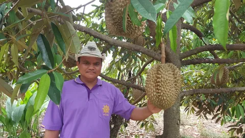 สระบุรีก็มีหมอนทองนะจ๊ะ! หนุ่มชาวไร่ทดลองปลูกทุเรียนได้ผลผลิตดีเกินคาด