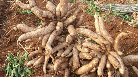 พาณิชย์ แก้มันราคาตก ประสานโรงแป้ง-โรงงานเอทานอลช่วยซื้อ 