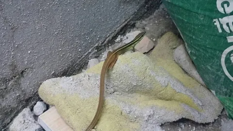 เอ้ย!! งูออกมา หน้าเหมือนจิ้งเหลนแต่หางยาว สรุปคืองูคา สัตว์หายาก(คลิป)