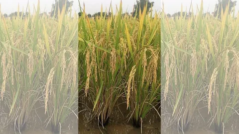 GN1...ข้าวเหนียวพันธุ์ใหม่