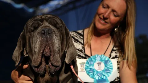 แค่เดินผ่านก็ชนะ! ‘มาร์ธา’ ครองแชมป์หมาอัปลักษณ์ที่สุดในโลก 2017