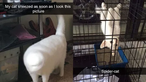 ทาสแมวมาทางนี้! รวมภาพฮาๆ พฤติกรรมสุดป่วนของบรรดาเจ้าเหมียวจอมซน