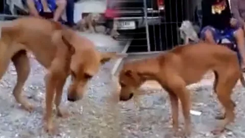 ฮือฮา! คลิปหมาเต้น สัตวแพทย์ เผย แท้จริงแล้วไม่ใช่หมาสายย่อธรรมดา (ชมคลิป)