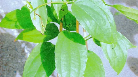 โปรดอย่าหลงเชื่อ แคปซูลรางจืด อ้างกำจัดปรสิต ระบุไม่เคยมีผลวิจัยยืนยัน