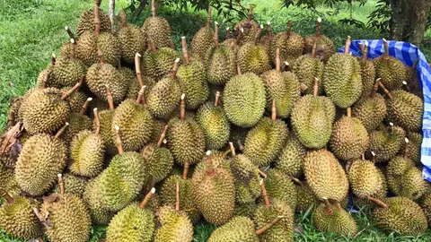 แห่ซื้อเกลี้ยงสวน! พ่อค้ารุมเหมาทุเรียนแพร่ หลังประกวดชนะที่สวนนงนุช