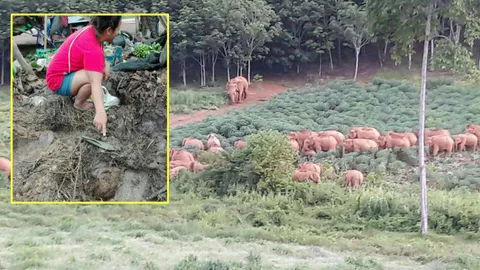 นิสัยไม่ดี ช้างป่าบุกรื้อร้านกล้วยทอด กินกล้วย200กก.แถมขี้ทิ้งไว้ด้วย(คลิป)