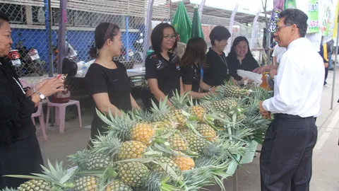 สับปะรดห้วยมุ่นเนื้อหอม ยอดสั่งซื้อล้นหลาม เกษตรกรตัดไม่ทันขาย