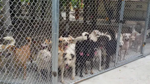 ย้ายสุนัขถูกทิ้งกว่า 500 เข้าที่พักใหม่ มีบ่อว่ายน้ำ มุ้งกางนอน สุขสบาย!