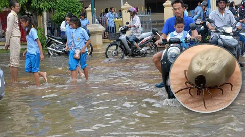 ภัยเงียบหน้าฝน! เห็บหมากัดคน น่ากลัวกว่าที่คิด มีลูกเล็กต้องระวัง