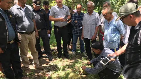 อย่าขายทุเรียนอ่อน ชาวท่าชนะเป็นห่วงพ่อค้าเหมาสวน ลุยตัดก่อนกำหนด