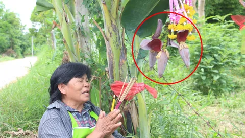 ขอเด็ดๆ สักงวด สาธุ! กล้วยตานีบ้านโป่ง เครือเดียว 3 ปลี งวดนี้มี 8 (คลิป)