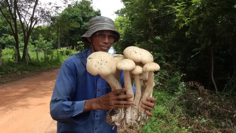 โบราณเชื่อเจอแล้วจะโชคดี 'เห็ดตีนแฮด' ของหายาก แถมพุ่มใหญ่สูงกว่าฟุต