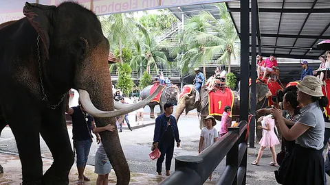 'พลายเบิร์ด' ช้างขุนแผน เมียเยอะกว่า 70 เชือก ตกลูกเป็นพรวน (คลิป)