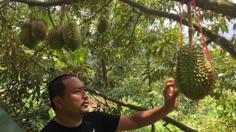 คอทุเรียน ลุยต่อ‘หมอนทองคลองลอย’เนื้อแห้ง หวานมัน อีกหนึ่งของดีประจวบฯ (คลิป)