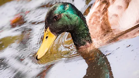 เสียงแตรรถยนต์เลียนแบบเสียงร้องของเป็ด