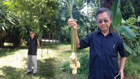 'ชวน' เผยการเกษตรรับรอง พันธุ์สะตอตรังดีสุดในโลก หลังศึกษานานกว่า 10ปี