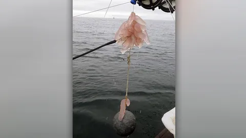 สัตว์ประหลาดใต้น้ำบุกชายฝั่งทะเลสหรัฐอเมริกา