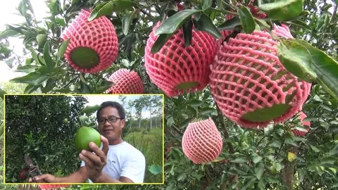  ส้มจุกจะนะ พันธุ์แท้ดั้งเดิม อร่อยมาตั้งแต่บรรพบุรุษ อยากกินต้องจอง