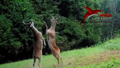 กวางหนุ่มเปิดศึกตบแหลก