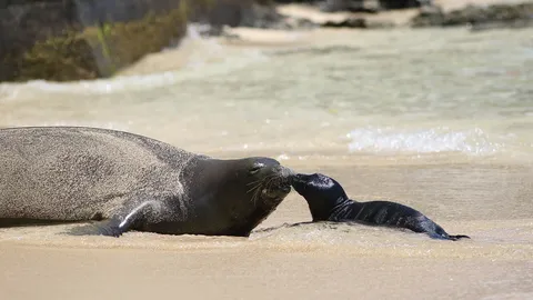 อาจจะไม่สูญพันธุ์แล้ว