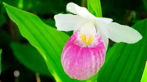 ชมพันธุ์กล้วยไม้ป่าหายากที่รัฐเวอร์มอนต์