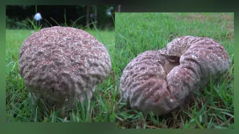 เห็ดคล้ายสมอง!ใหญ่กว่ากำปั้นผุดสนามหญ้าบ้านรอง ผอ.เทคนิคลานนาเชียงใหม่