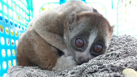 ส่งลิงลมพลัดหลงภูเก็ตไปศูนย์ศึกษาธรรมชาติฯ เขาพระแทวปล่อยคืนสู่ป่า