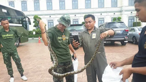 ฮือฮา บิ๊กเหลือม โผล่ทบ. เลื้อยเข้ารถเบนซ์ป้ายแดง คนเอาไปตีเป็นเลขเด็ด